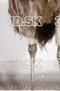 Emus leg photo reference 0032